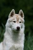 SIBERIAN HUSKY 960